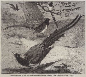 Chinese eksters in de tuinen van de Zoological Society, Regent